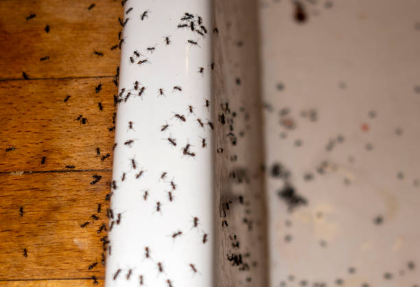 Best Best Pest Control Companies  in North Enid, OK