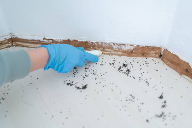 Flea Control Services in North Enid, OK